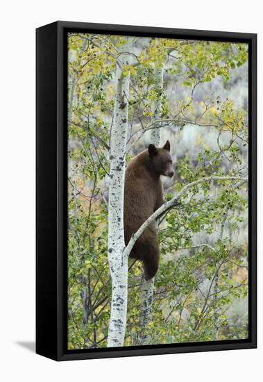 American Black Bear (Ursus americanus) cinnamon form, adult, Grand Teton-Bill Coster-Framed Stretched Canvas