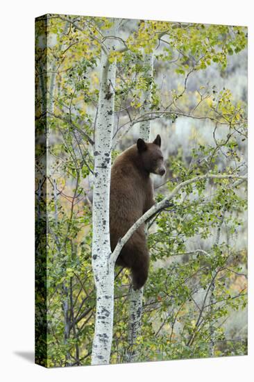 American Black Bear (Ursus americanus) cinnamon form, adult, Grand Teton-Bill Coster-Stretched Canvas