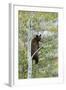 American Black Bear (Ursus americanus) cinnamon form, adult, Grand Teton-Bill Coster-Framed Photographic Print