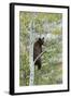 American Black Bear (Ursus americanus) cinnamon form, adult, Grand Teton-Bill Coster-Framed Photographic Print