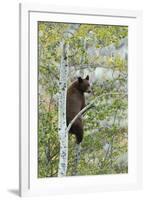 American Black Bear (Ursus americanus) cinnamon form, adult, Grand Teton-Bill Coster-Framed Photographic Print