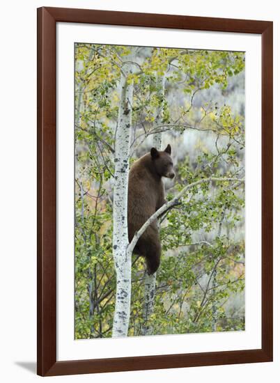 American Black Bear (Ursus americanus) cinnamon form, adult, Grand Teton-Bill Coster-Framed Photographic Print