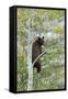 American Black Bear (Ursus americanus) cinnamon form, adult, Grand Teton-Bill Coster-Framed Stretched Canvas