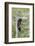 American Black Bear (Ursus americanus) cinnamon form, adult, Grand Teton-Bill Coster-Framed Photographic Print