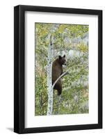 American Black Bear (Ursus americanus) cinnamon form, adult, Grand Teton-Bill Coster-Framed Photographic Print