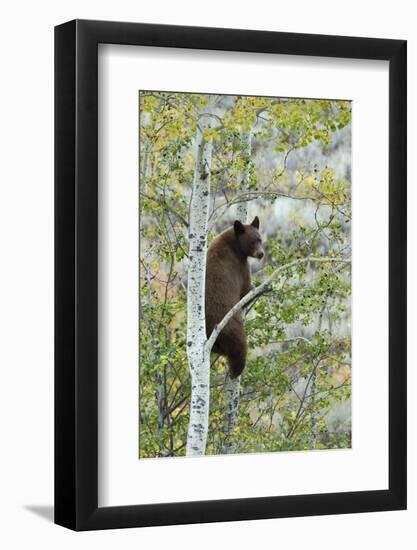 American Black Bear (Ursus americanus) cinnamon form, adult, Grand Teton-Bill Coster-Framed Photographic Print