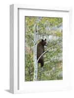 American Black Bear (Ursus americanus) cinnamon form, adult, Grand Teton-Bill Coster-Framed Photographic Print