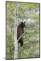 American Black Bear (Ursus americanus) cinnamon form, adult, Grand Teton-Bill Coster-Mounted Photographic Print