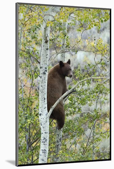 American Black Bear (Ursus americanus) cinnamon form, adult, Grand Teton-Bill Coster-Mounted Photographic Print