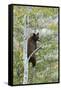 American Black Bear (Ursus americanus) cinnamon form, adult, Grand Teton-Bill Coster-Framed Stretched Canvas