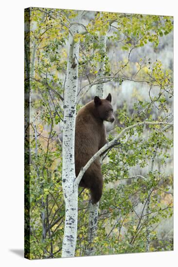 American Black Bear (Ursus americanus) cinnamon form, adult, Grand Teton-Bill Coster-Stretched Canvas
