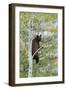 American Black Bear (Ursus americanus) cinnamon form, adult, Grand Teton-Bill Coster-Framed Premium Photographic Print