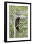 American Black Bear (Ursus americanus) cinnamon form, adult, Grand Teton-Bill Coster-Framed Premium Photographic Print
