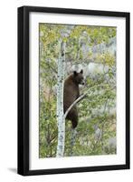 American Black Bear (Ursus americanus) cinnamon form, adult, Grand Teton-Bill Coster-Framed Photographic Print