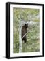 American Black Bear (Ursus americanus) cinnamon form, adult, Grand Teton-Bill Coster-Framed Photographic Print