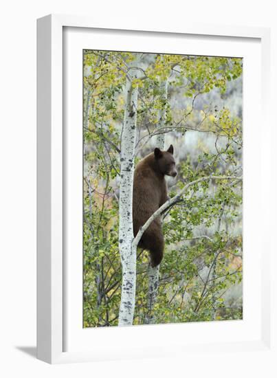 American Black Bear (Ursus americanus) cinnamon form, adult, Grand Teton-Bill Coster-Framed Photographic Print