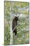 American Black Bear (Ursus americanus) cinnamon form, adult, Grand Teton-Bill Coster-Mounted Photographic Print