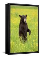 American Black Bear (Ursus americanus) cub, standing on hind legs in meadow, Minnesota, USA-Jurgen & Christine Sohns-Framed Stretched Canvas