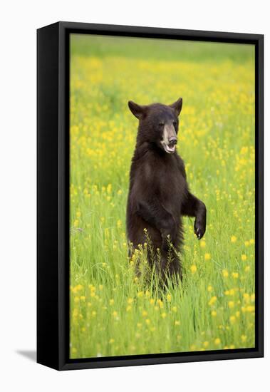 American Black Bear (Ursus americanus) cub, standing on hind legs in meadow, Minnesota, USA-Jurgen & Christine Sohns-Framed Stretched Canvas