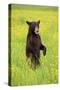 American Black Bear (Ursus americanus) cub, standing on hind legs in meadow, Minnesota, USA-Jurgen & Christine Sohns-Stretched Canvas