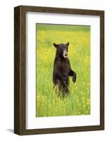 American Black Bear (Ursus americanus) cub, standing on hind legs in meadow, Minnesota, USA-Jurgen & Christine Sohns-Framed Photographic Print