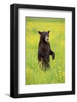 American Black Bear (Ursus americanus) cub, standing on hind legs in meadow, Minnesota, USA-Jurgen & Christine Sohns-Framed Photographic Print