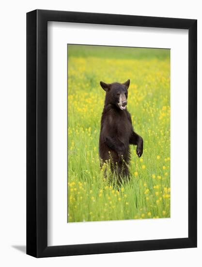 American Black Bear (Ursus americanus) cub, standing on hind legs in meadow, Minnesota, USA-Jurgen & Christine Sohns-Framed Photographic Print