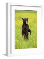 American Black Bear (Ursus americanus) cub, standing on hind legs in meadow, Minnesota, USA-Jurgen & Christine Sohns-Framed Photographic Print