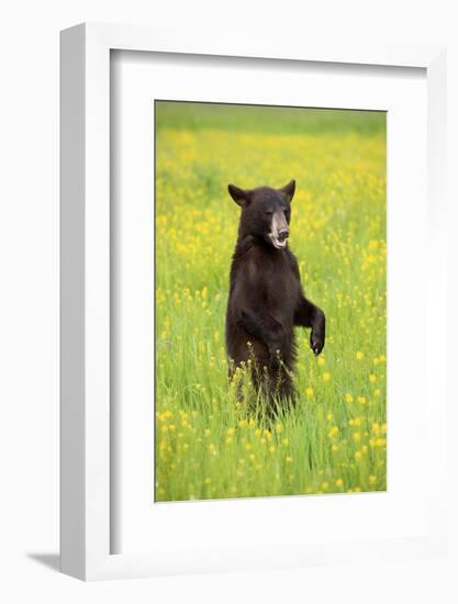 American Black Bear (Ursus americanus) cub, standing on hind legs in meadow, Minnesota, USA-Jurgen & Christine Sohns-Framed Photographic Print