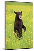 American Black Bear (Ursus americanus) cub, standing on hind legs in meadow, Minnesota, USA-Jurgen & Christine Sohns-Mounted Photographic Print