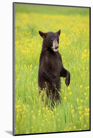 American Black Bear (Ursus americanus) cub, standing on hind legs in meadow, Minnesota, USA-Jurgen & Christine Sohns-Mounted Photographic Print