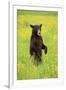 American Black Bear (Ursus americanus) cub, standing on hind legs in meadow, Minnesota, USA-Jurgen & Christine Sohns-Framed Photographic Print