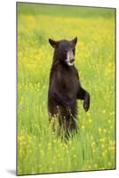 American Black Bear (Ursus americanus) cub, standing on hind legs in meadow, Minnesota, USA-Jurgen & Christine Sohns-Mounted Photographic Print