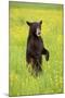 American Black Bear (Ursus americanus) cub, standing on hind legs in meadow, Minnesota, USA-Jurgen & Christine Sohns-Mounted Photographic Print