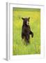 American Black Bear (Ursus americanus) cub, standing on hind legs in meadow, Minnesota, USA-Jurgen & Christine Sohns-Framed Photographic Print