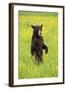 American Black Bear (Ursus americanus) cub, standing on hind legs in meadow, Minnesota, USA-Jurgen & Christine Sohns-Framed Photographic Print