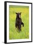 American Black Bear (Ursus americanus) cub, standing on hind legs in meadow, Minnesota, USA-Jurgen & Christine Sohns-Framed Photographic Print