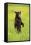 American Black Bear (Ursus americanus) cub, standing on hind legs in meadow, Minnesota, USA-Jurgen & Christine Sohns-Framed Stretched Canvas