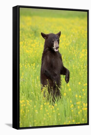 American Black Bear (Ursus americanus) cub, standing on hind legs in meadow, Minnesota, USA-Jurgen & Christine Sohns-Framed Stretched Canvas