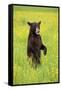 American Black Bear (Ursus americanus) cub, standing on hind legs in meadow, Minnesota, USA-Jurgen & Christine Sohns-Framed Stretched Canvas