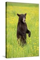 American Black Bear (Ursus americanus) cub, standing on hind legs in meadow, Minnesota, USA-Jurgen & Christine Sohns-Stretched Canvas