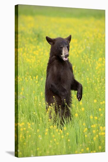 American Black Bear (Ursus americanus) cub, standing on hind legs in meadow, Minnesota, USA-Jurgen & Christine Sohns-Stretched Canvas