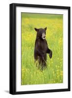 American Black Bear (Ursus americanus) cub, standing on hind legs in meadow, Minnesota, USA-Jurgen & Christine Sohns-Framed Premium Photographic Print