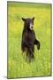 American Black Bear (Ursus americanus) cub, standing on hind legs in meadow, Minnesota, USA-Jurgen & Christine Sohns-Mounted Premium Photographic Print