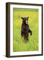 American Black Bear (Ursus americanus) cub, standing on hind legs in meadow, Minnesota, USA-Jurgen & Christine Sohns-Framed Photographic Print