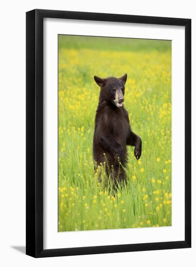 American Black Bear (Ursus americanus) cub, standing on hind legs in meadow, Minnesota, USA-Jurgen & Christine Sohns-Framed Photographic Print