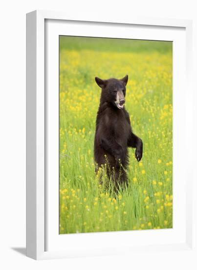 American Black Bear (Ursus americanus) cub, standing on hind legs in meadow, Minnesota, USA-Jurgen & Christine Sohns-Framed Photographic Print