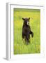 American Black Bear (Ursus americanus) cub, standing on hind legs in meadow, Minnesota, USA-Jurgen & Christine Sohns-Framed Photographic Print