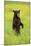 American Black Bear (Ursus americanus) cub, standing on hind legs in meadow, Minnesota, USA-Jurgen & Christine Sohns-Mounted Photographic Print