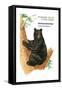 American Black Bear (Ursus Americanus), Mammals-Encyclopaedia Britannica-Framed Stretched Canvas